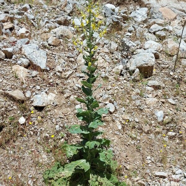 Verbascum pulverulentum Хабит