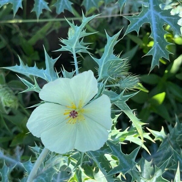 Argemone ochroleuca Flower