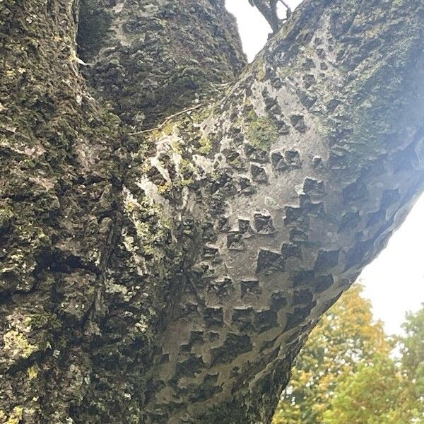 Populus alba Kabuk