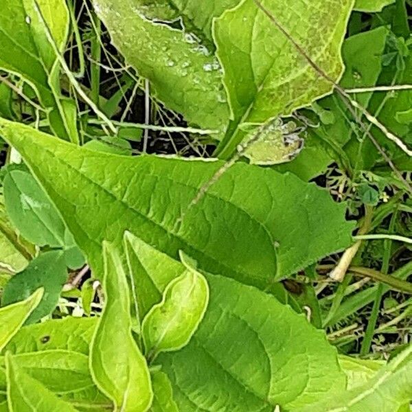 Echinacea pallida Leaf