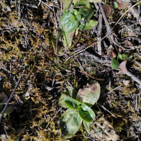 Plantago media Fulla