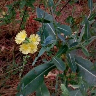 Lactuca serriola Kukka