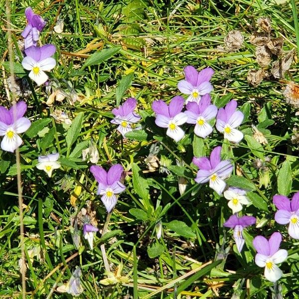 Viola tricolor موطن