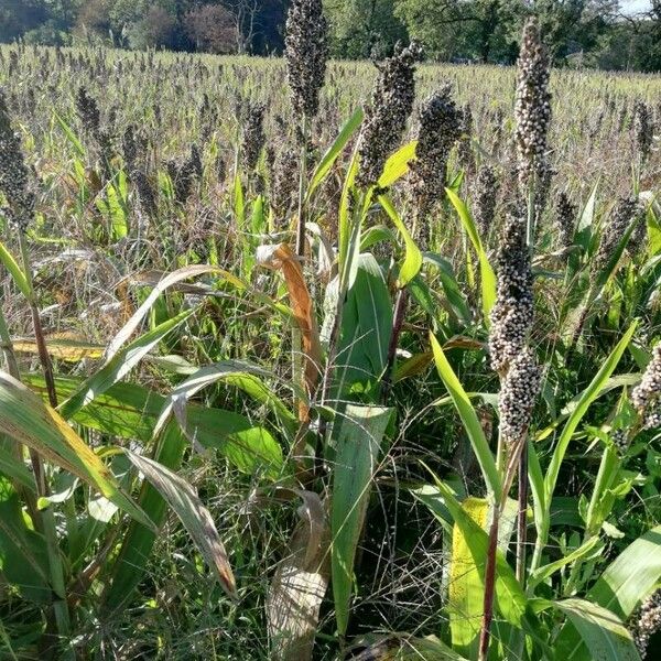 Sorghum bicolor Fruit