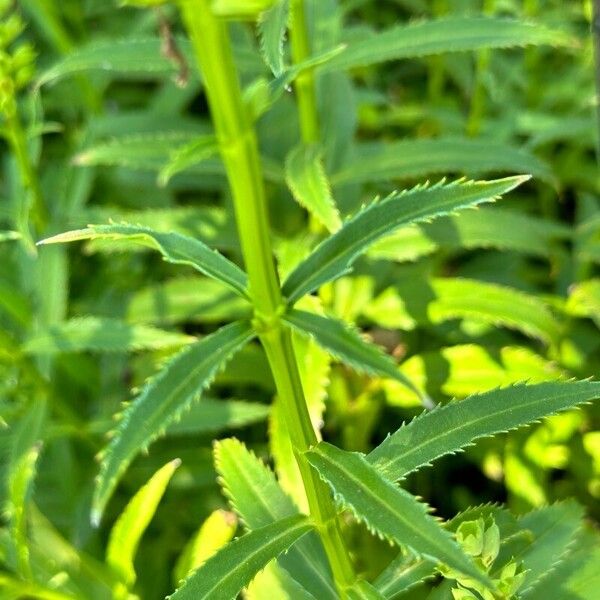 Physostegia virginiana List