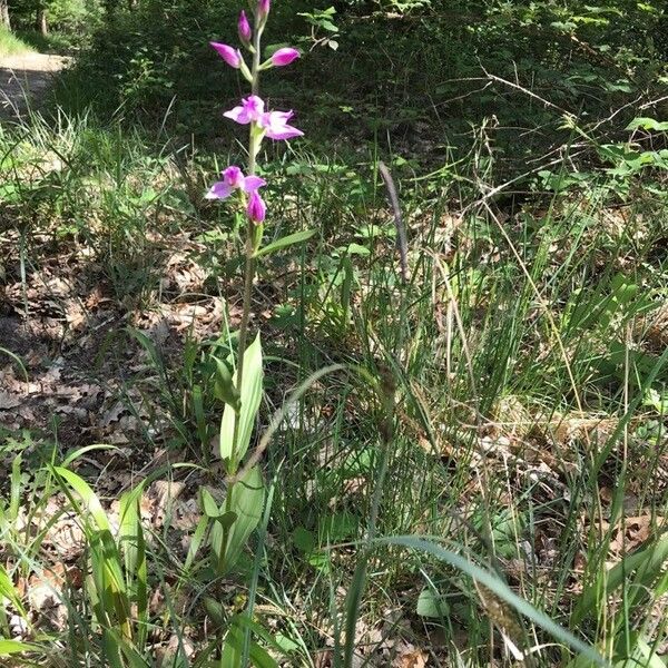 Cephalanthera rubra Blomma