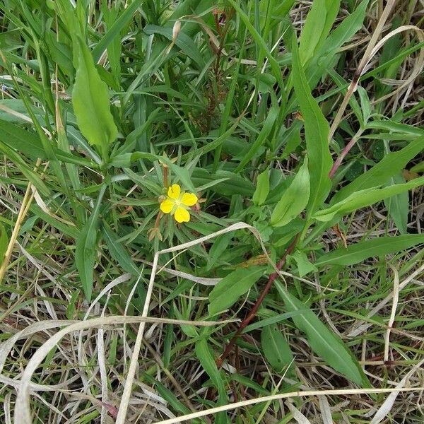 Ludwigia octovalvis Costuma