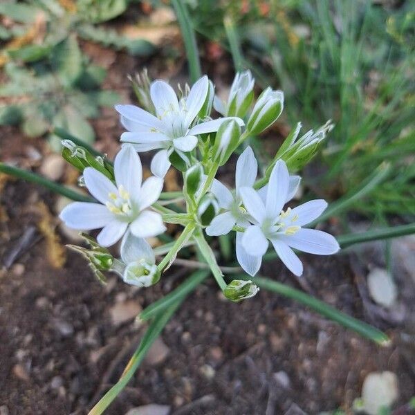 Ornithogalum divergens 花