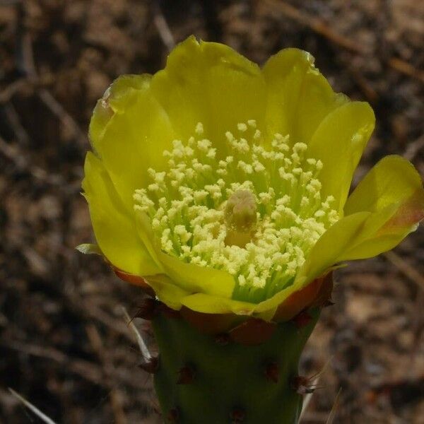 Opuntia polyacantha 花