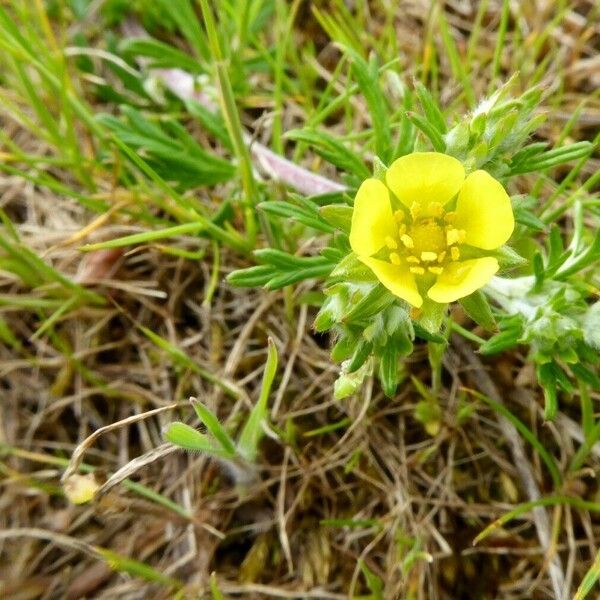 Potentilla supina Цветок