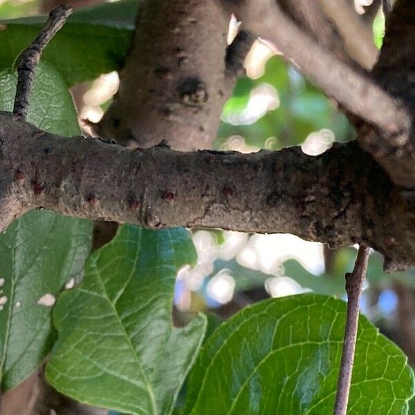 Viburnum suspensum 樹皮