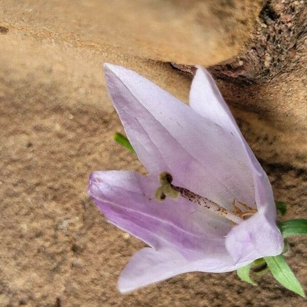 Campanula rapunculoides Blomst