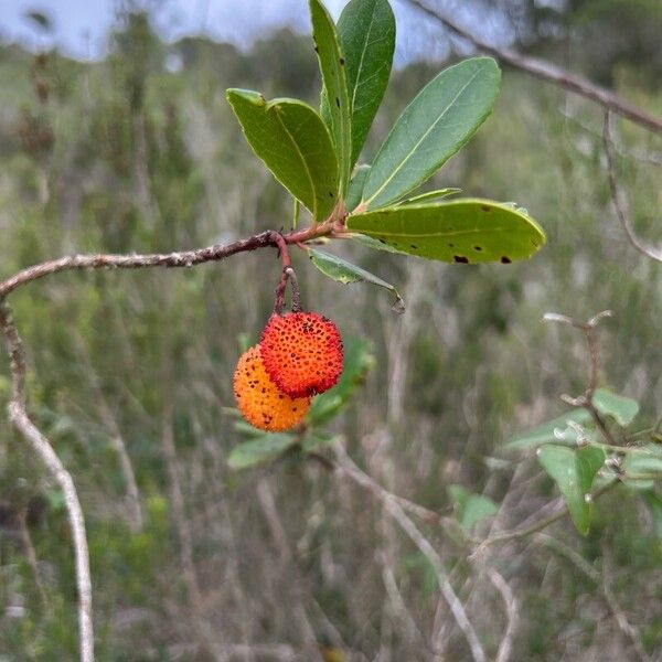 Arbutus andrachne Plod