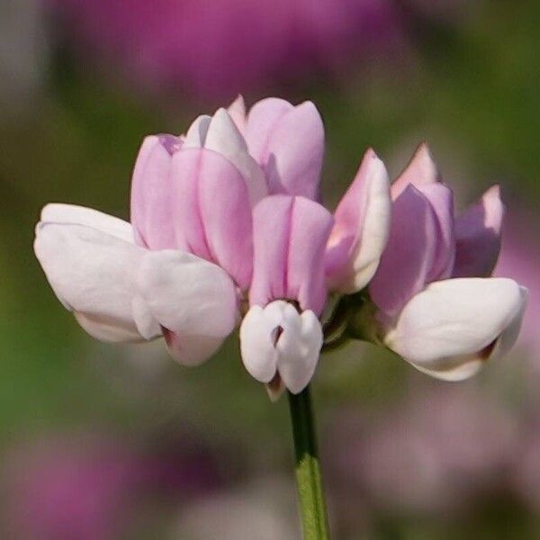 Coronilla varia Floro