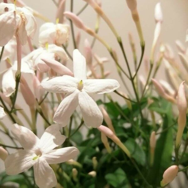 Jasminum polyanthum Floare