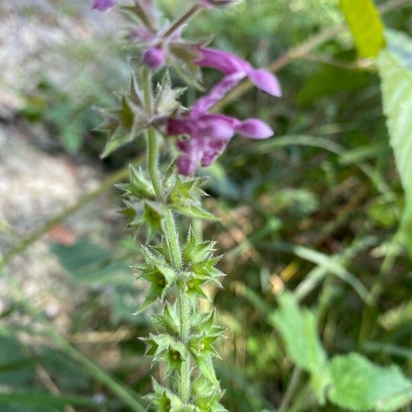 Stachys sylvatica 花