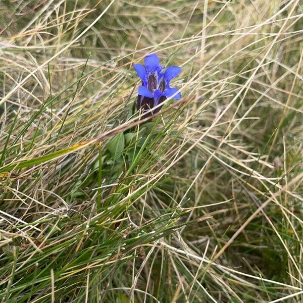 Gentiana pneumonanthe 整株植物