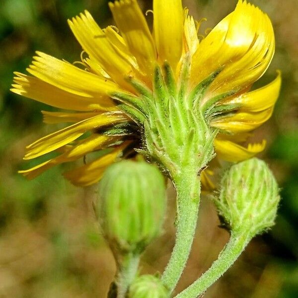 Hieracium sabaudum Кветка