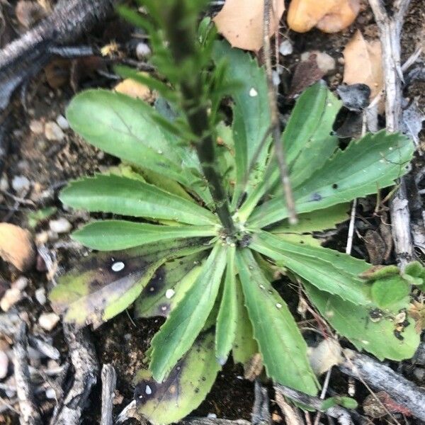Anarrhinum bellidifolium Лист