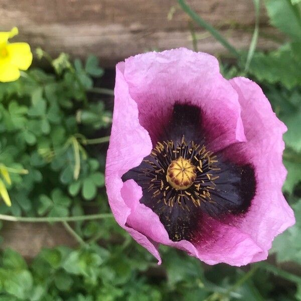 Papaver somniferum Õis