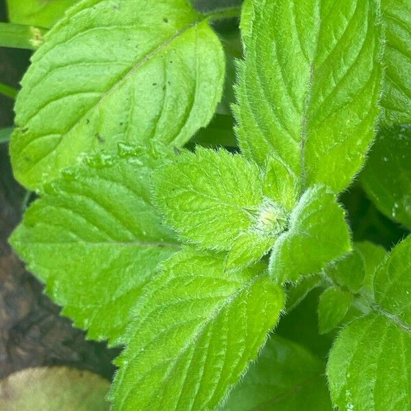 Mentha aquatica Leaf