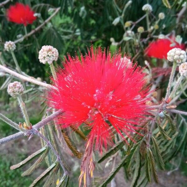 Calliandra tweediei 花