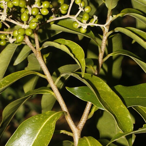 Daphnopsis americana (Burn nose)