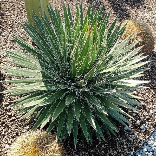 Agave filifera Leaf