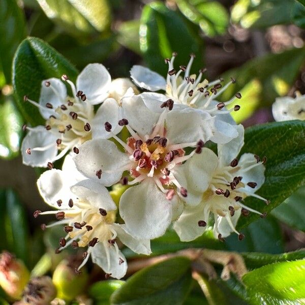 Cotoneaster dammeri Blomst