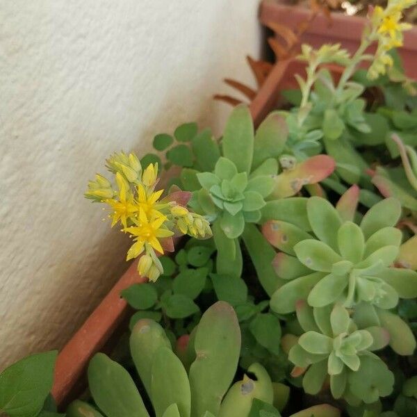 Sedum palmeri Flor