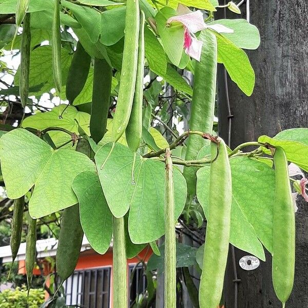 Bauhinia monandra Frukto