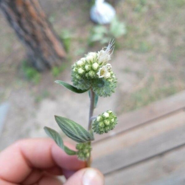 Phacelia heterophylla Flower