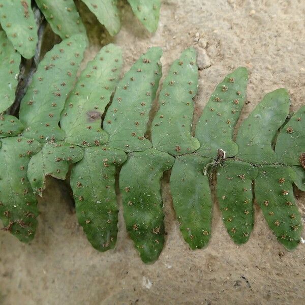 Arthropteris palisotii Blatt