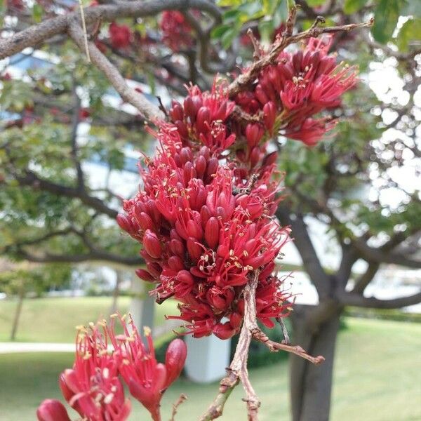 Schotia brachypetala Flower