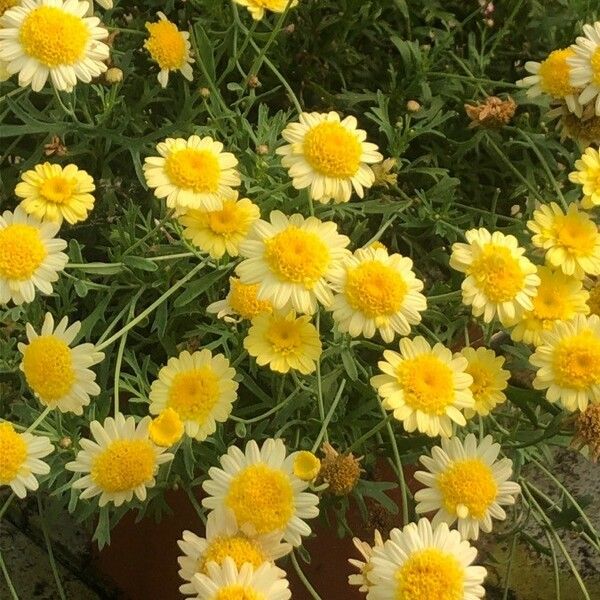 Argyranthemum frutescens 花