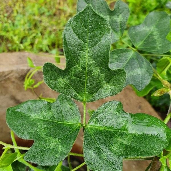 Vigna frutescens Blad