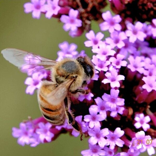 Verbena bonariensis Blodyn