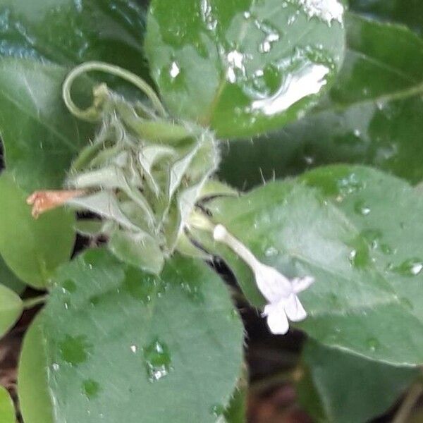 Blechum pyramidatum Blomst