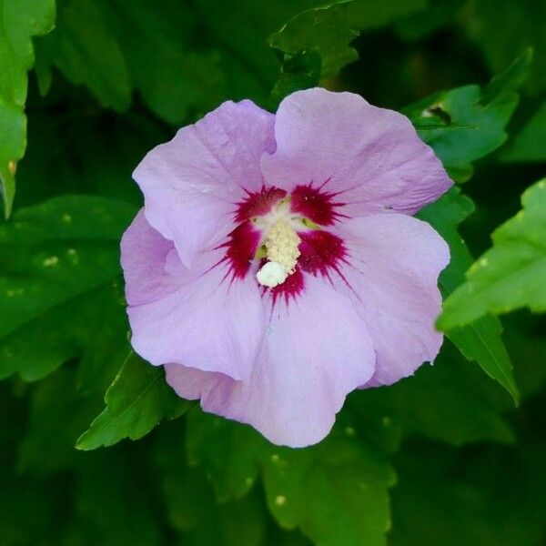 Hibiscus syriacus 花