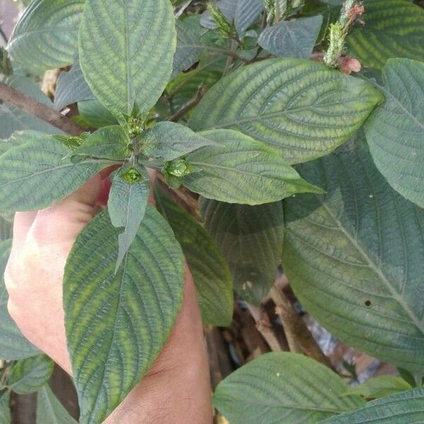 Eranthemum pulchellum ᱥᱟᱠᱟᱢ