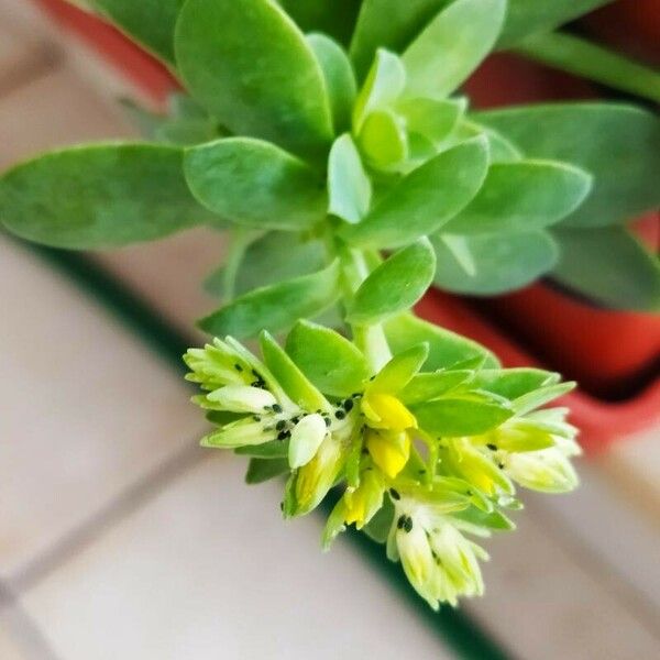 Sedum palmeri Blomst