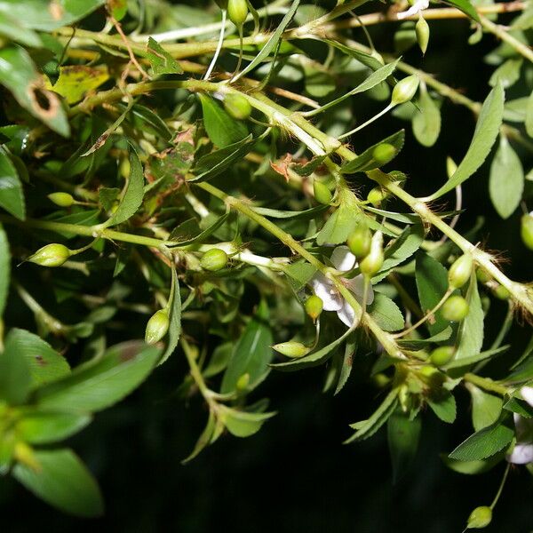Sauvagesia erecta Плод