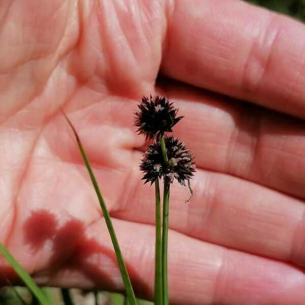 Juncus ensifolius Flower