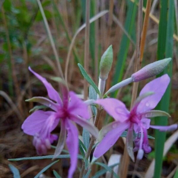 Epilobium dodonaei Flower