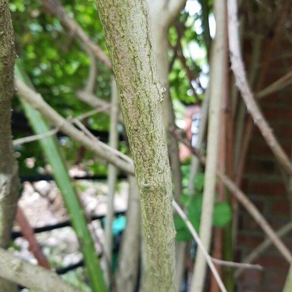 Ligustrum ovalifolium Bark