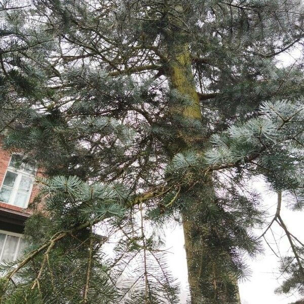 Abies concolor Leaf