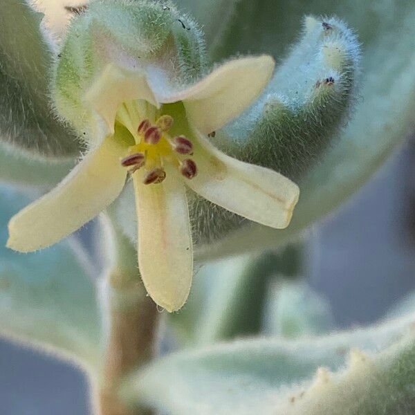 Cotyledon tomentosa Květ