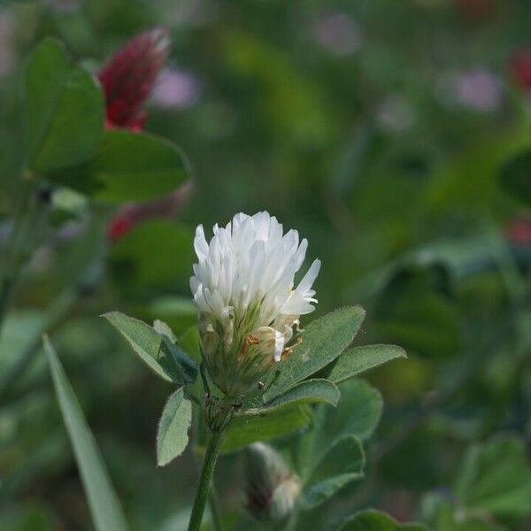 Trifolium alexandrinum Цвят