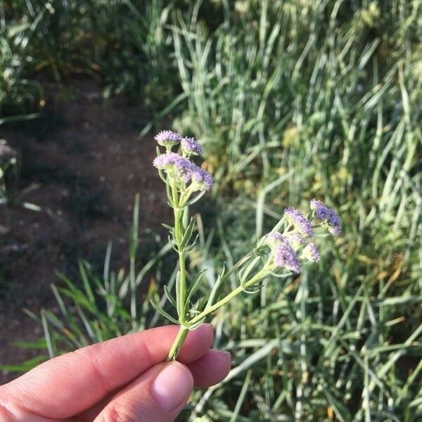 Valeriana eriocarpa Кветка