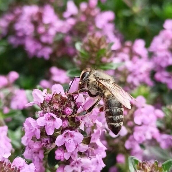 Thymus pulegioides Õis